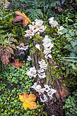 Jelly tooth (Pseudohydnum gelatinosum) on an old deadwood trunk in autumn, mixed forest near Le Tholy, Vosges, France