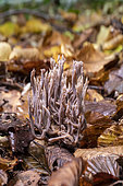 Grey Coral Fungus (Clavulina cinerea) or Upright Coral fungus (Ramaria stricta) to be confirmed, in a lowland deciduous forest in autumn, Forêt de la Reine massif near Ansauville, Lorraine, France