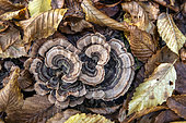 Turkey tail (Trametes versicolor) in lowland deciduous forest in autumn, Forêt de la Reine massif near Ansauville, Lorraine, France