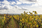 Vignoble de Saint-Hippolyte en automne, Route des vins d'Alsace, Haut-Rhin, Alsace, France