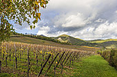 Castles of Saint-Ulrich and Girsberg, Hunawihr vineyard in autumn, Alsace Wine Route, Haut-Rhin, Alsace, France