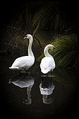 Mute swans (Cygnus olor) in a bog in autumn, Moselle, France