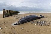 Northern Bottlenose Whale (Hyperoodon ampullatus) female stranded on the beach at Sangatte, Pas de Calais, France