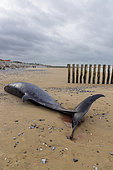 Northern Bottlenose Whale (Hyperoodon ampullatus) female stranded on the beach at Sangatte, Pas de Calais, France