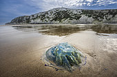 Barrel Jellyfish (Rhizostoma pulmo) stranded on the beach of Cap Blanc-Nez, Hauts de France, France