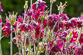 Columbine, Aquilegia vulgaris 'Nora Barlow', flowers