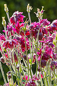 Columbine, Aquilegia vulgaris 'Nora Barlow', flowers
