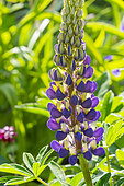 Lupine, Lupinus polyphyllus Mini Gallery 'Pure Blue', flowers