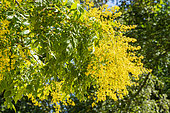 Golden rain tree, Koelreuteria paniculata, in bloom