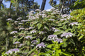 Hydrangea, Hydrangea strigosa, in bloom