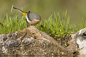 Grey Wagtail (Motacilla cinerea) with a worm in its beak, Vaucluse, France