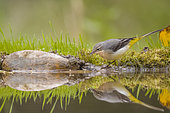 Grey Wagtail (Motacilla cinerea) at a pond, Vaucluse, France