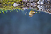 Grey Wagtail (Motacilla cinerea) reflection in a pond, Vaucluse, France