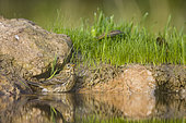 Meadow Pipit (Anthus pratensis) bathing in a pond, Vaucluse, France