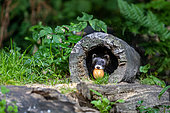 Polecat (Mustela putorius), near a stump, with an egg in its mouth, Ille et Vilaine, Bretagne, France