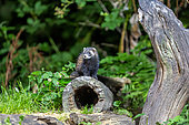 European polecat (Mustela putorius), near a stump, Ille et Vilaine), Brittany, France