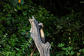European polecat (Mustela putorius), on a dead tree, Ille et Vilaine), Brittany, France