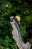 European polecat (Mustela putorius), on a dead tree, Ille et Vilaine), Brittany, France
