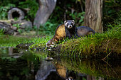 European polecat (Mustela putorius), drinking from a pond, Ille et Vilaine), Brittany, France