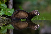European polecat (Mustela putorius), drinking from a pond, Water level digitaly modified, Ille et Vilaine), Brittany, France