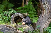 Polecat (Mustela putorius), near a stump, with an egg, Ille et Vilaine, Bretagne, France