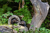 European polecat (Mustela putorius),Two youngster near a stump in an undergrowth, Ille et Vilaine), Brittany, France