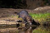 European polecat (Mustela putorius), drinking from a pond, Ille et Vilaine), Brittany, France