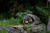 Martre des pins (Martes martes), dans un sous bois, sur une souche, avec un oeuf ans la gueule, Ille et Vilaine, Bretagne, France