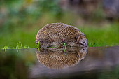 Common hedgehog (Erinaceus europaeus), near a pond in an undergrowth, Level of water digitaly manipulated, Ille et Vilaine, Bretagne, France
