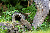 Common hedgehog (Erinaceus europaeus), near a stump in an undergrowth, Ille et Vilaine, Bretagne, France