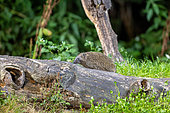 Common hedgehog (Erinaceus europaeus), near a stump in an undergrowth, Ille et Vilaine, Bretagne, France