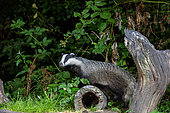European badger (Meles meles), in an undergrowth, on a stump, Ille et Vilaine, Brittany, France