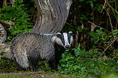 European badger (Meles meles), in an undergrowth, on a stump, Ille et Vilaine, Brittany, France