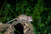 Brown rat, also referred to as common rat, street rat, sewer rat, Hanover rat, Norway rat, brown Norway rat, Norwegian rat, or wharf rat (Rattus norvegicus), on a stump, Ille et Vilaine, Brittany, France