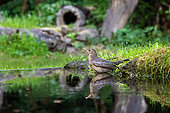 Blackbird (Turdus merula), immature bathing in a pond in a forest, Ille et Vilaine, Brittany, France