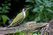 Green Woodpecker ( Picus viridis) feeding on a dead branch, Ille et Vilaine), Brittany, France