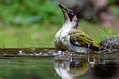 Green Woodpecker ( Picus viridis) bathing in a pond in the forest, cropped, Ille et Vilaine), Brittany, France