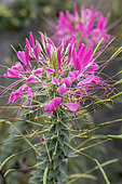 Spiny spiderflower (Cleome hassleriana) 'Pink Queen'