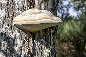 Tinder fungus (Fomes fomentarius) on White poplar (Populus alba), Vaucluse, France