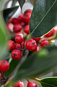 Holly (Ilex aquifolium) berries in november, Cotes-d'Armor, France