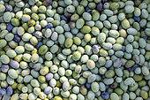 Olives 'Aglandau' cueillies avant complète maturité, Bouches-du-Rhône, France