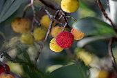 Strawberry tree (Arbutus unedo) fruits in autumn, Gard, France