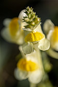 Common toadflax (Linaria vulgaris) flower, Cotes-d'Armor, France