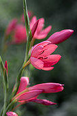Crimson flag lily (Schizostylis coccinea)