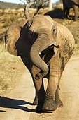 Attacking pregnant elephant (Loxodonta africana) with bent trunk, Madikwe Game Reserve, South Africa, Africa