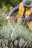 Woman pruning a lavender, a lavandine having finished flowering.