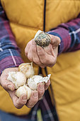 Woman holding a garlic bulb affected by garlic mould (Penicillium allii)