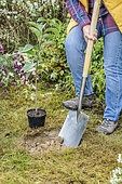 Woman planting a pawpaw (Asimina) step by step. 1: digging the hole.