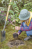 Woman planting a pawpaw (Asimina) step by step. 3: positioning the root ball.