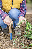 Woman transplanting onion seedlings for early harvest.